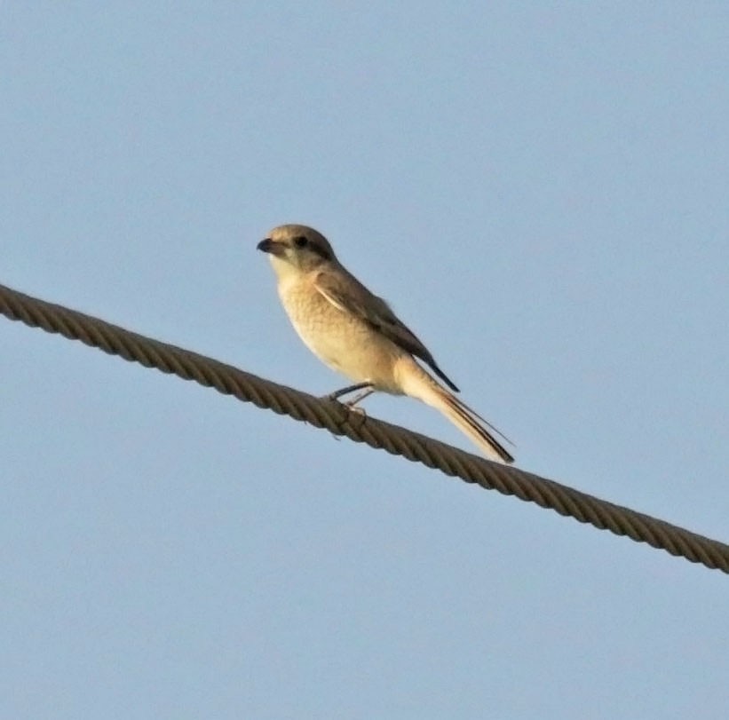 Isabellwürger (isabellinus) - ML645501656