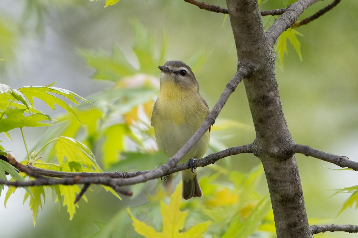 Philadelphia Vireo - ML645501680