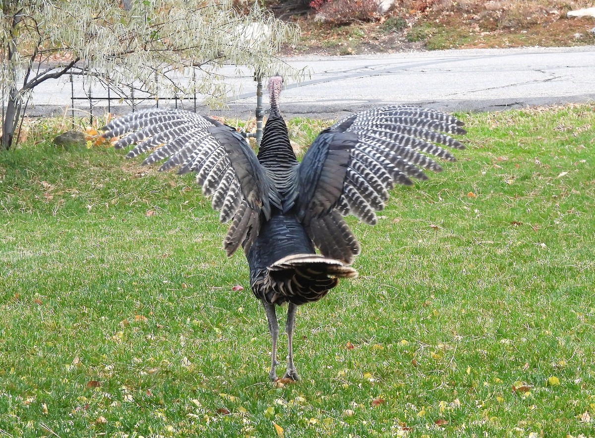 Wild Turkey - ML645501704