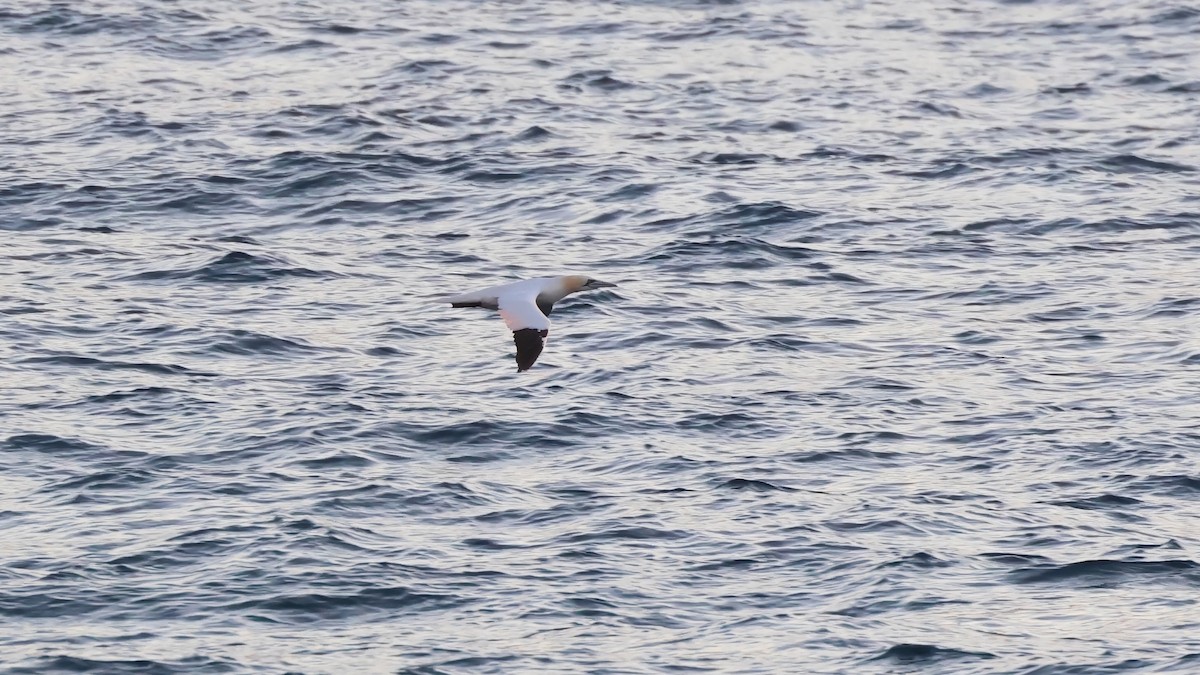 Northern Gannet - ML645501715