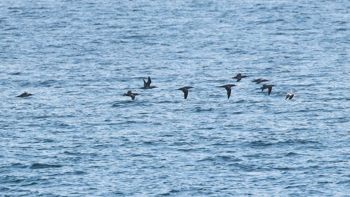 Northern Gannet - ML645501727