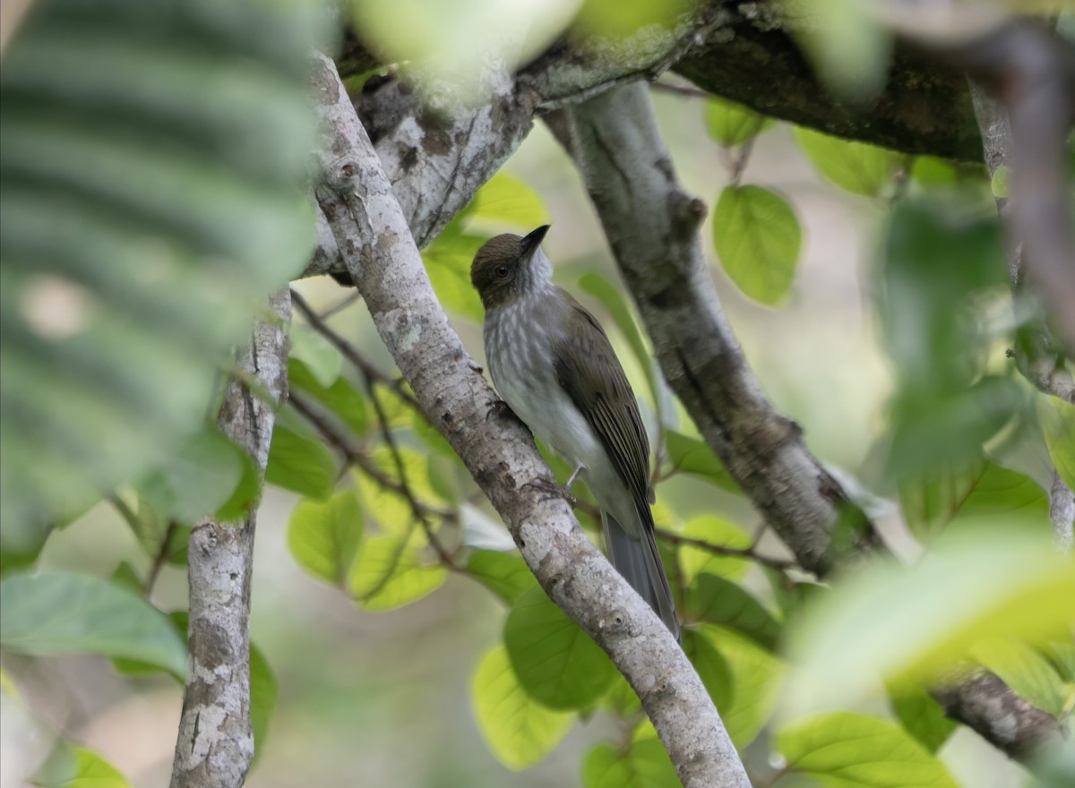 Streaked Bulbul - ML645501738