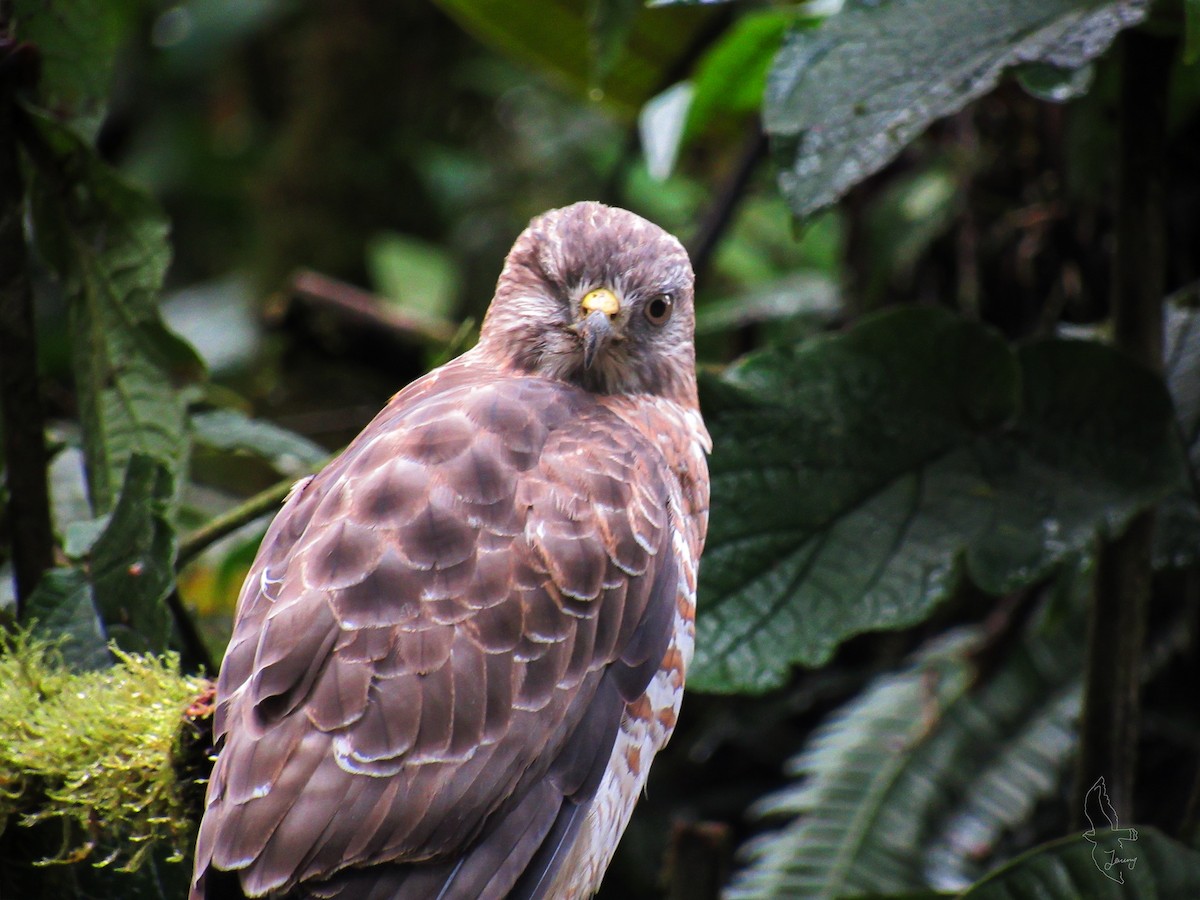 Канюк ширококрилий - ML645501756