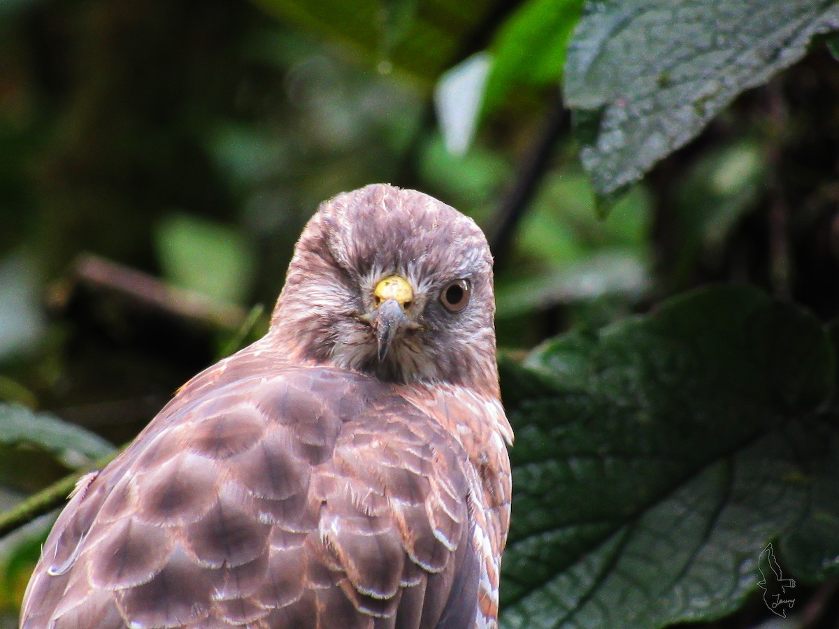 Канюк ширококрилий - ML645501757