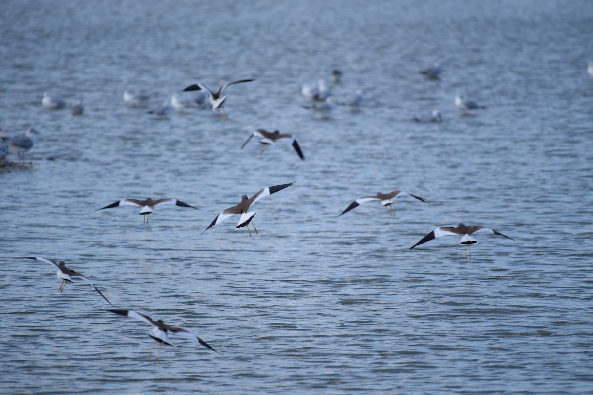 跳鴴 - ML645501760