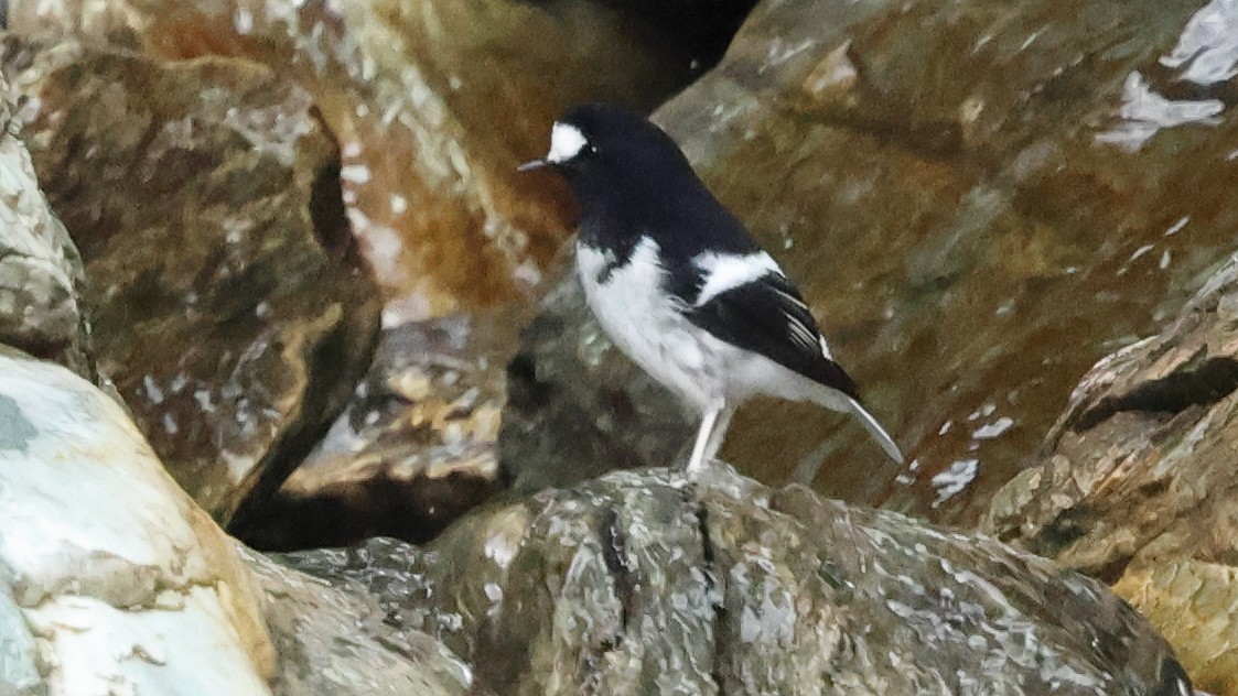 小剪尾 - ML645501763