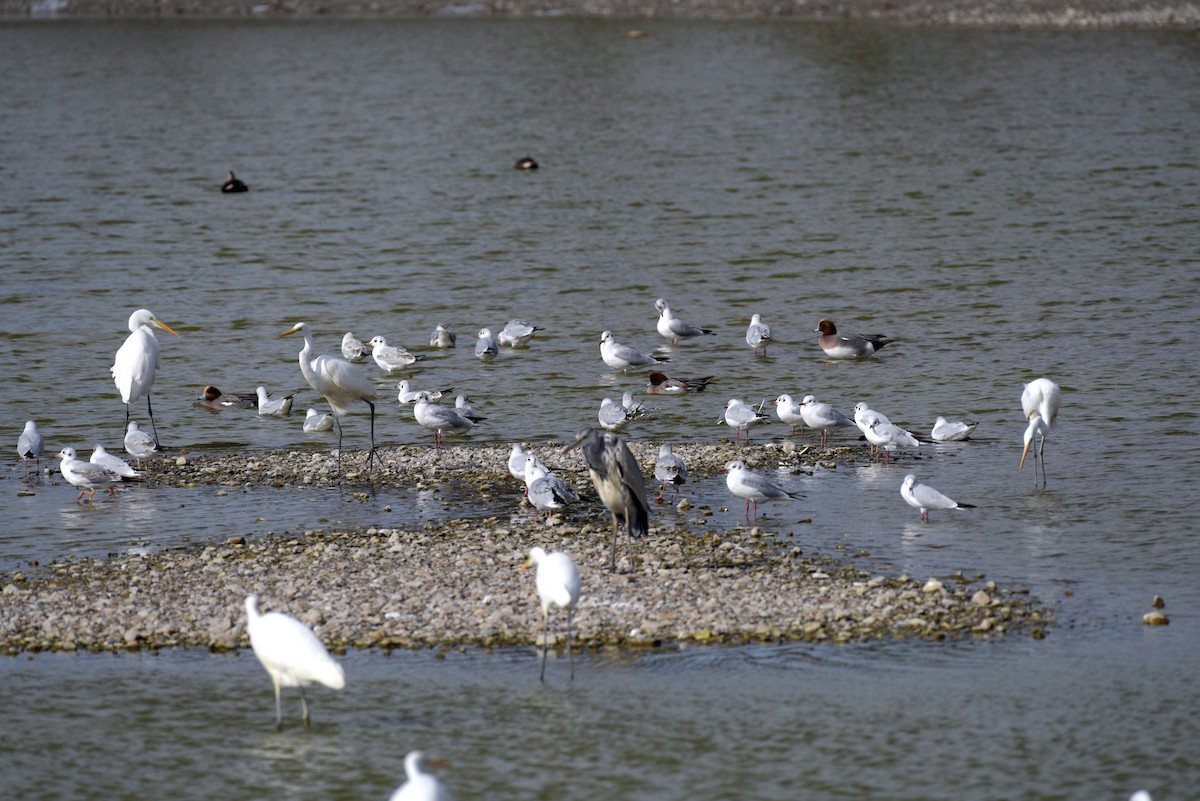 紅嘴鷗 - ML645501780