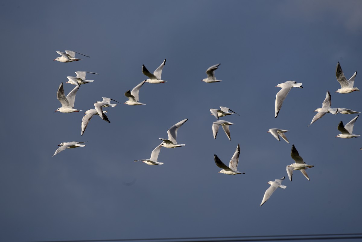 紅嘴鷗 - ML645501782