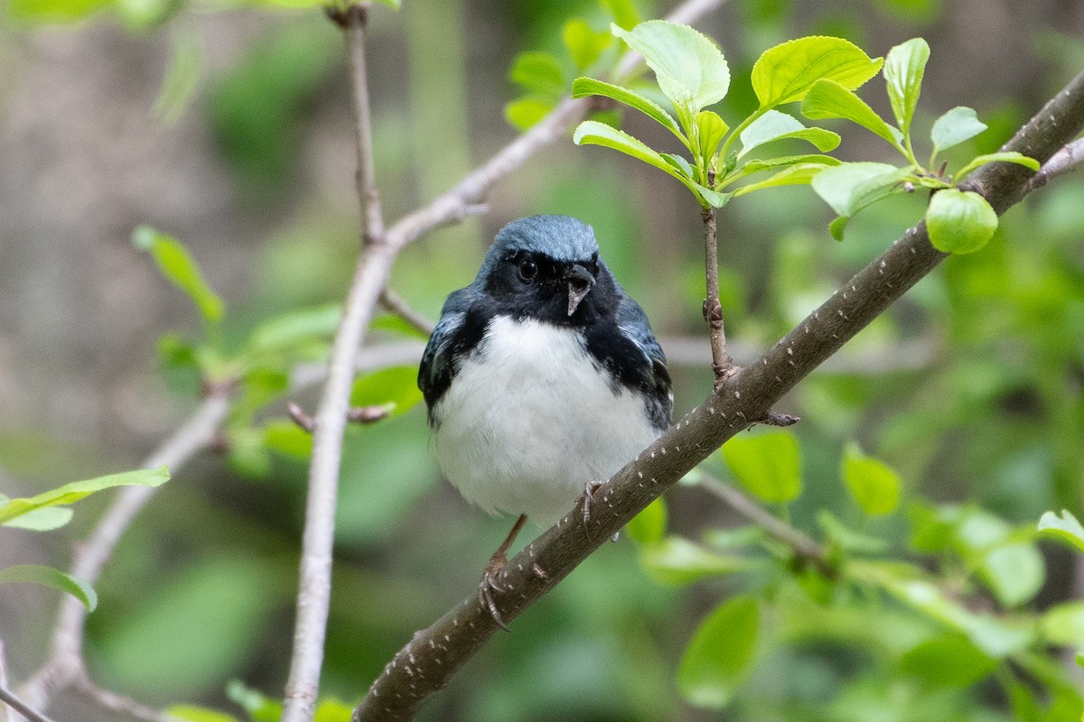 Black-throated Blue Warbler - ML645501797