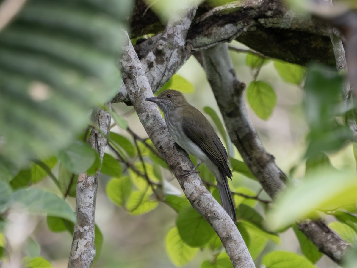 Streaked Bulbul - ML645501800