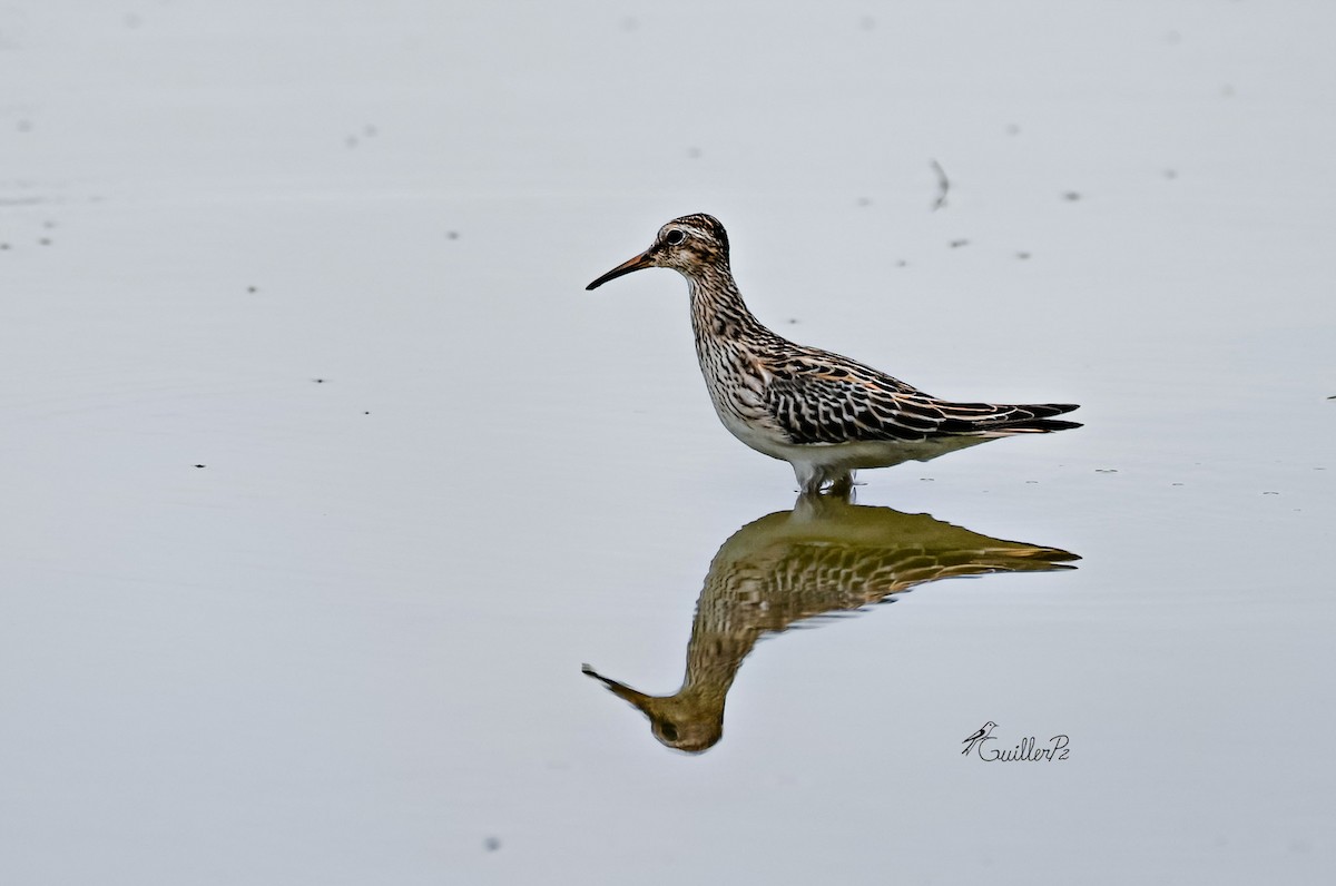 Pectoral Sandpiper - ML645501801