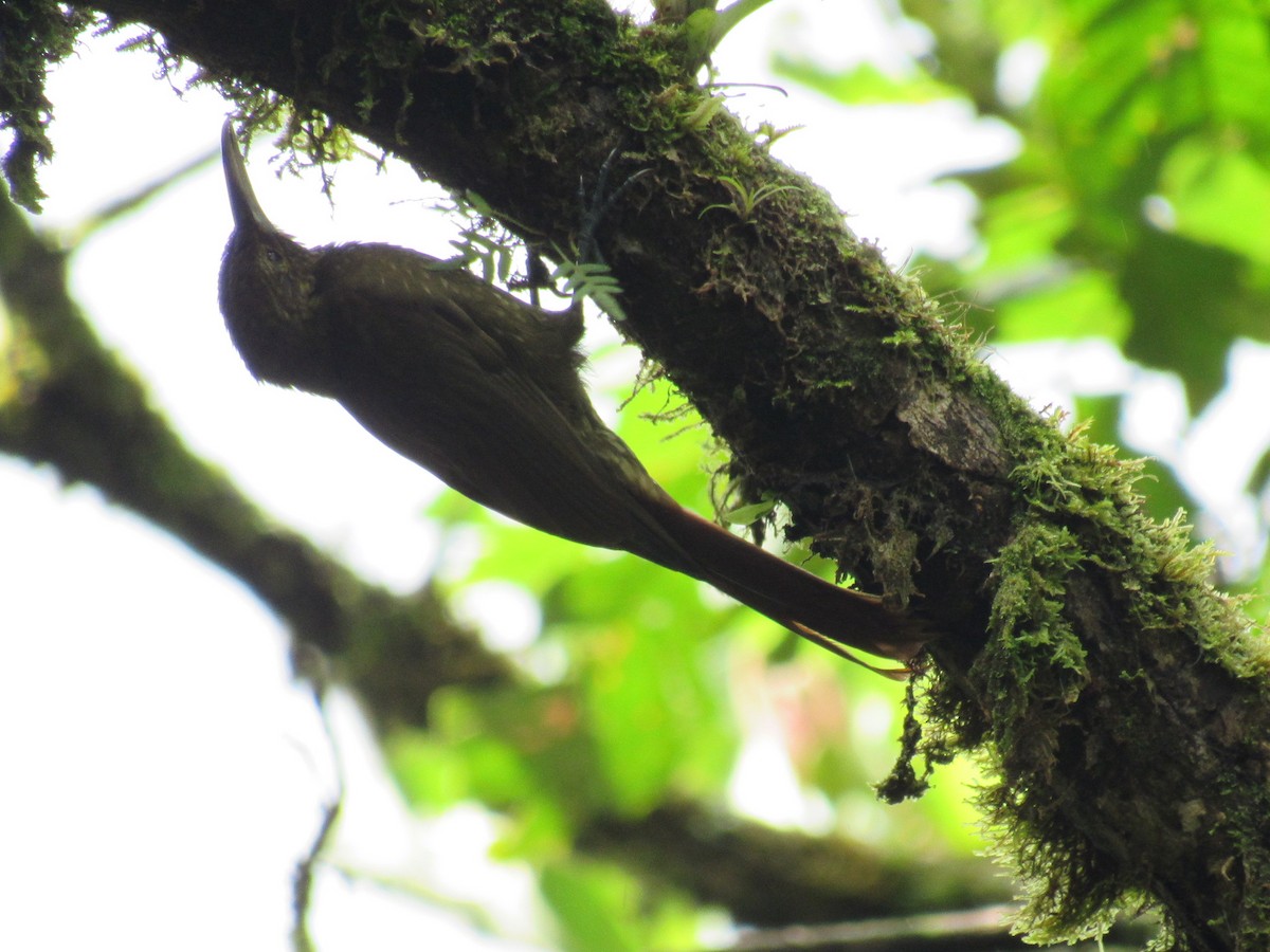 Spotted Woodcreeper - ML645501810