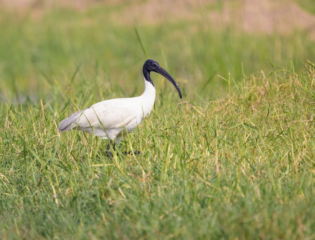 ibis černohlavý - ML645501834