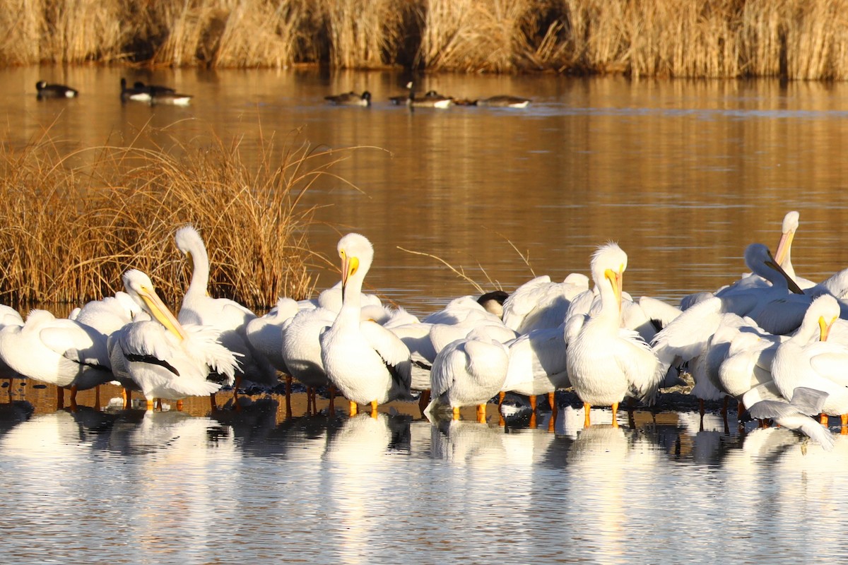 pelikán severoamerický - ML645501856