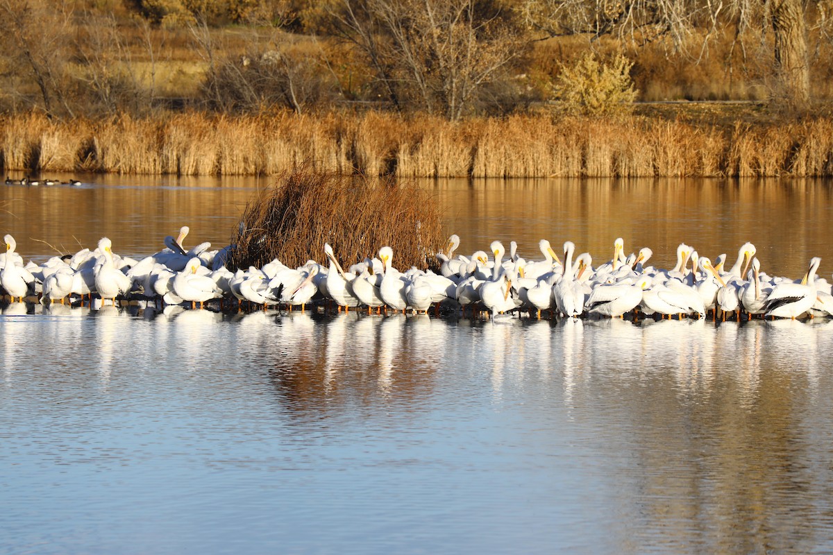 pelikán severoamerický - ML645501857