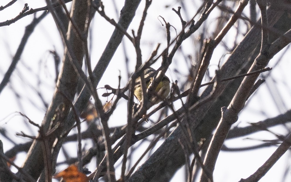 lesňáček hvězdičkový - ML645501871