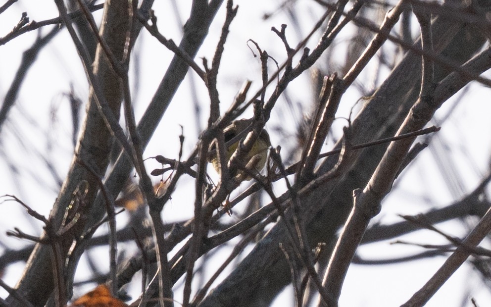 lesňáček hvězdičkový - ML645501872