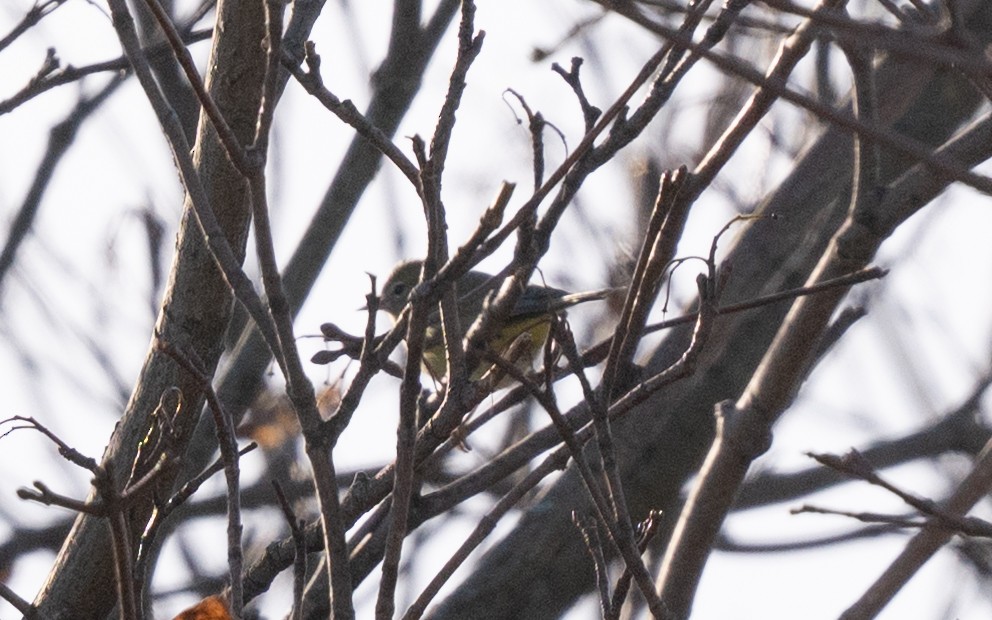 lesňáček hvězdičkový - ML645501873