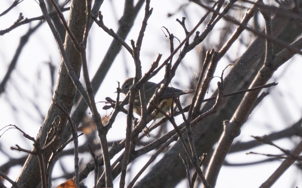 lesňáček hvězdičkový - ML645501874