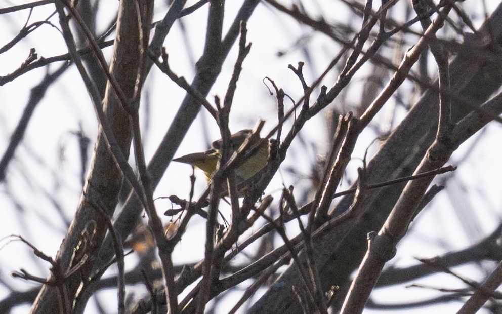 lesňáček hvězdičkový - ML645501875