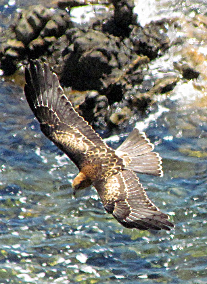 luňákovec australský - ML645501879