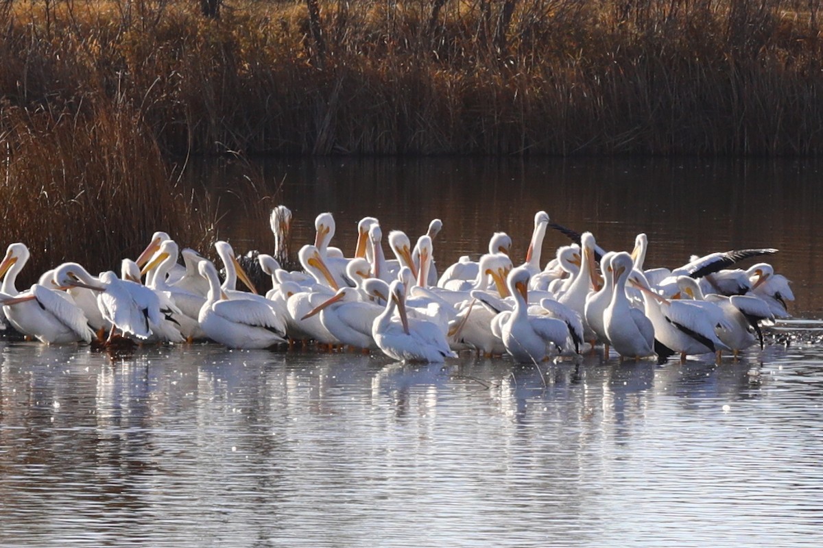 pelikán severoamerický - ML645501880