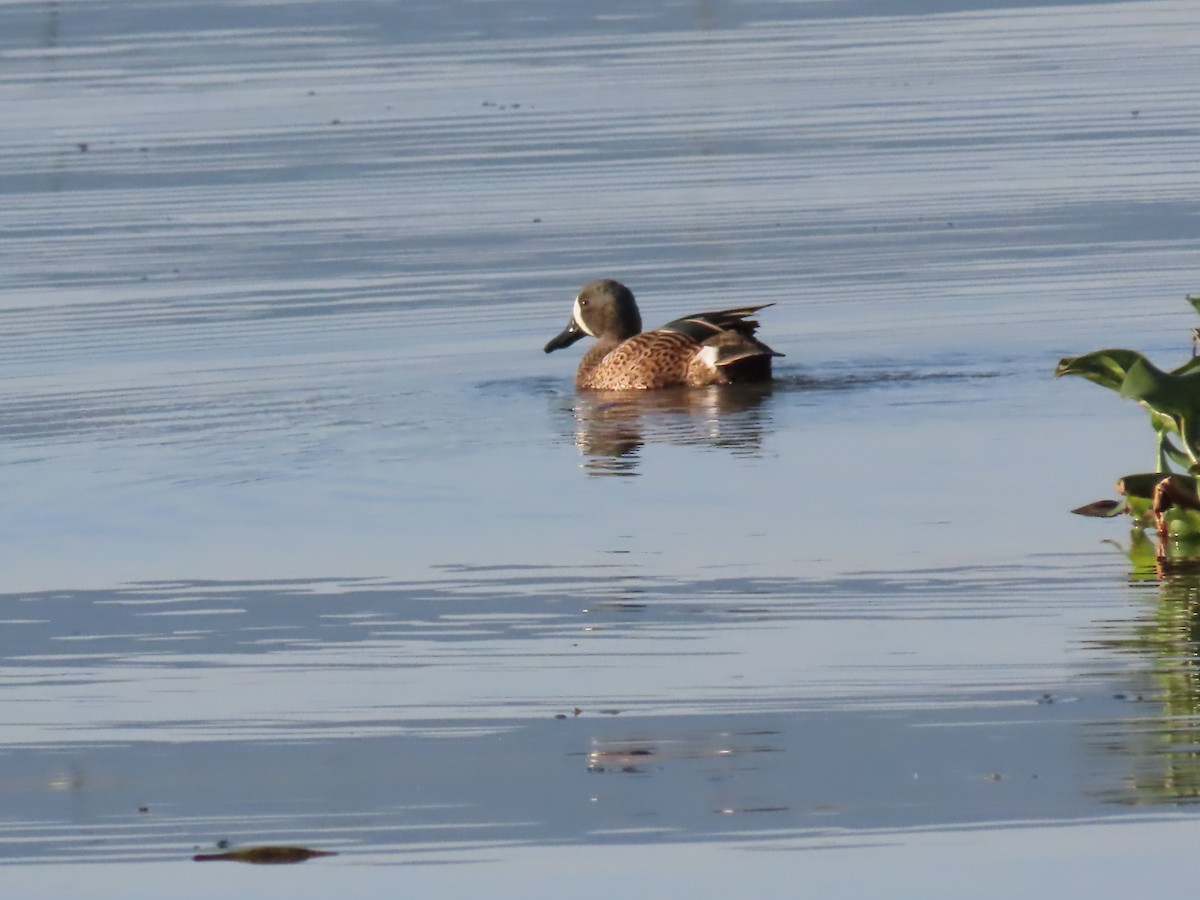 čírka modrokřídlá - ML645501882