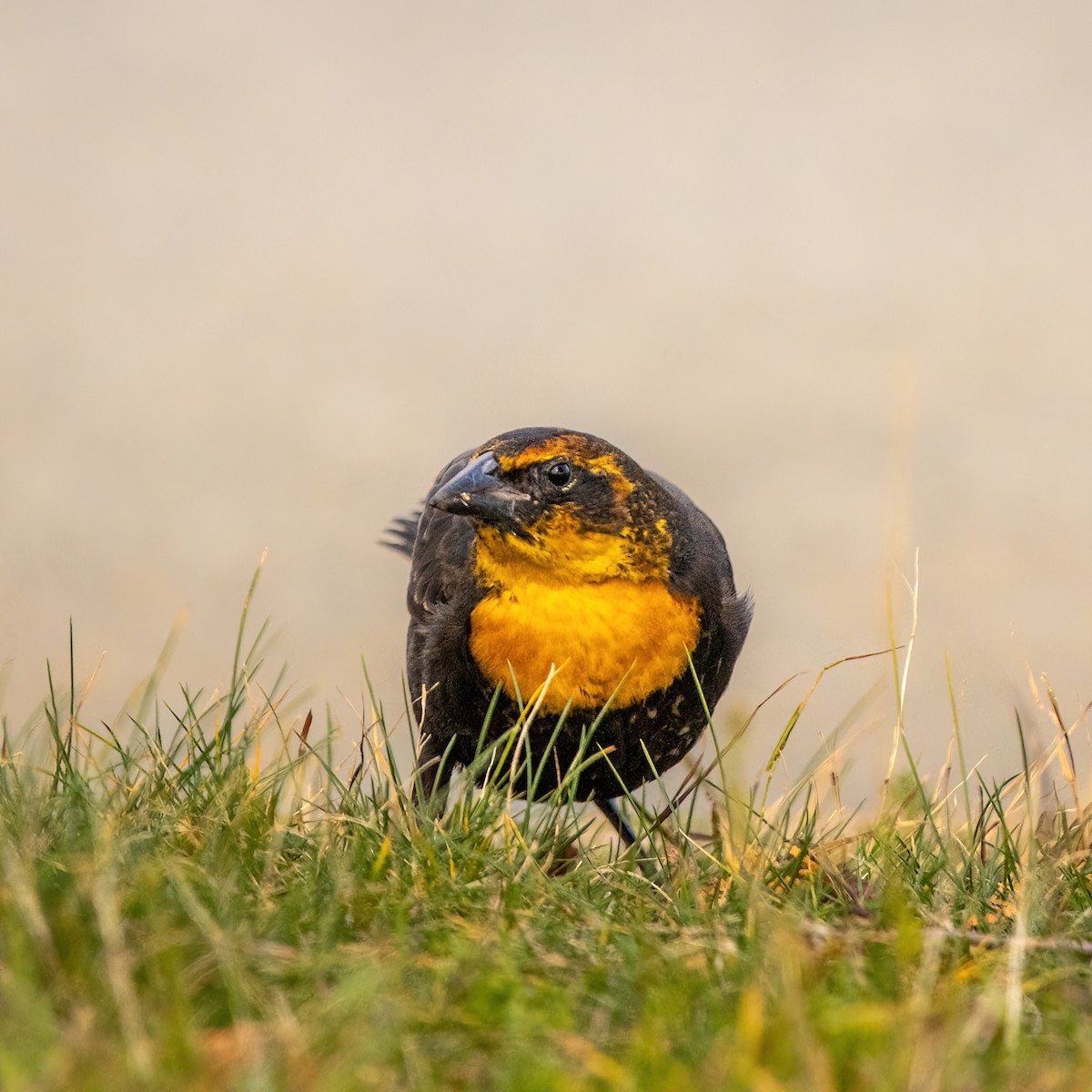 Yellow-headed Blackbird - ML645501883