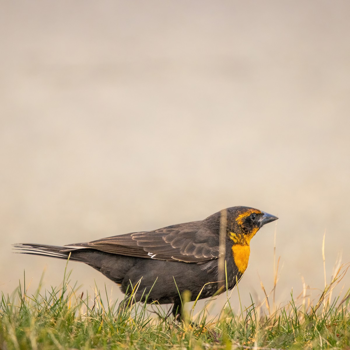 Yellow-headed Blackbird - ML645501884