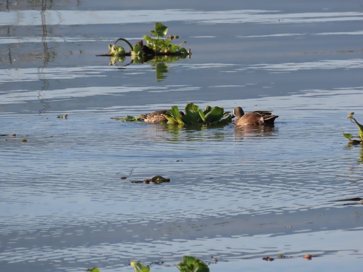 čírka modrokřídlá - ML645501885