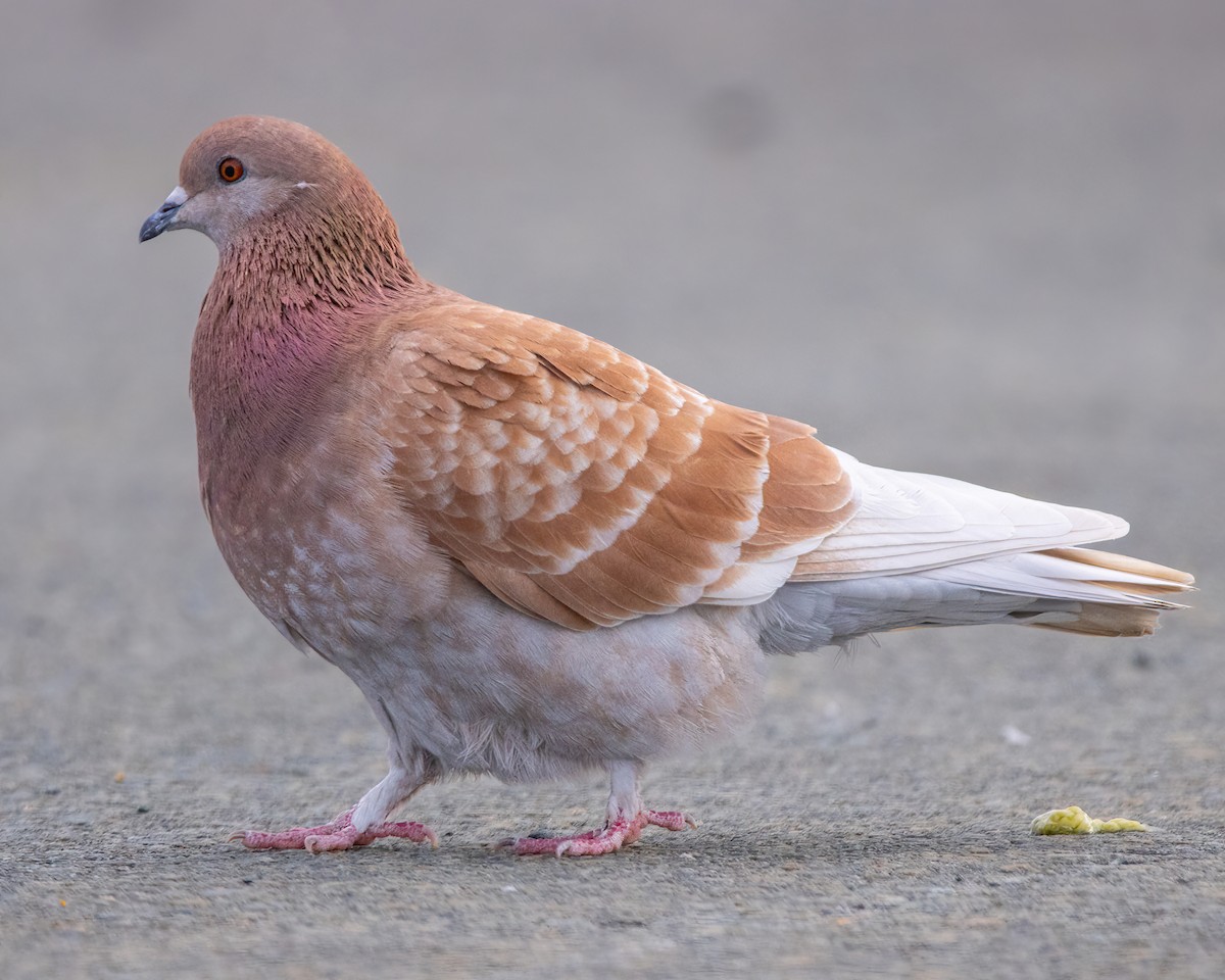 holub skalní (domácí) - ML645501894