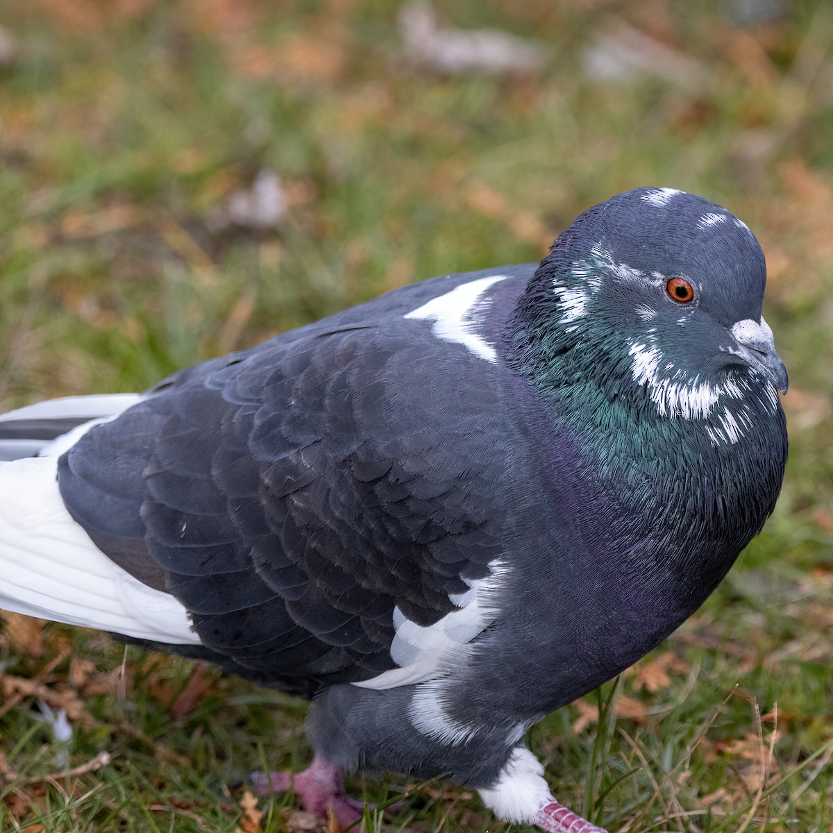 holub skalní (domácí) - ML645501895