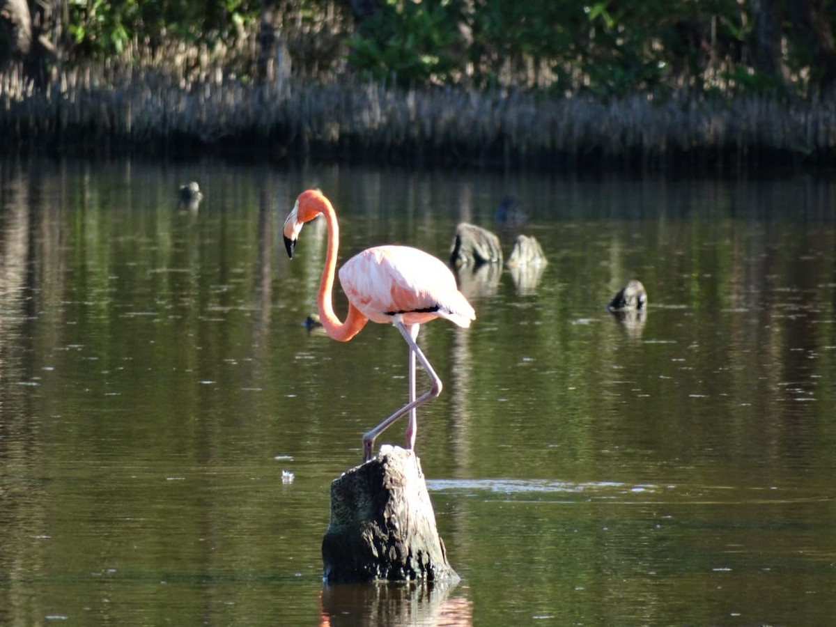 American Flamingo - ML645501897