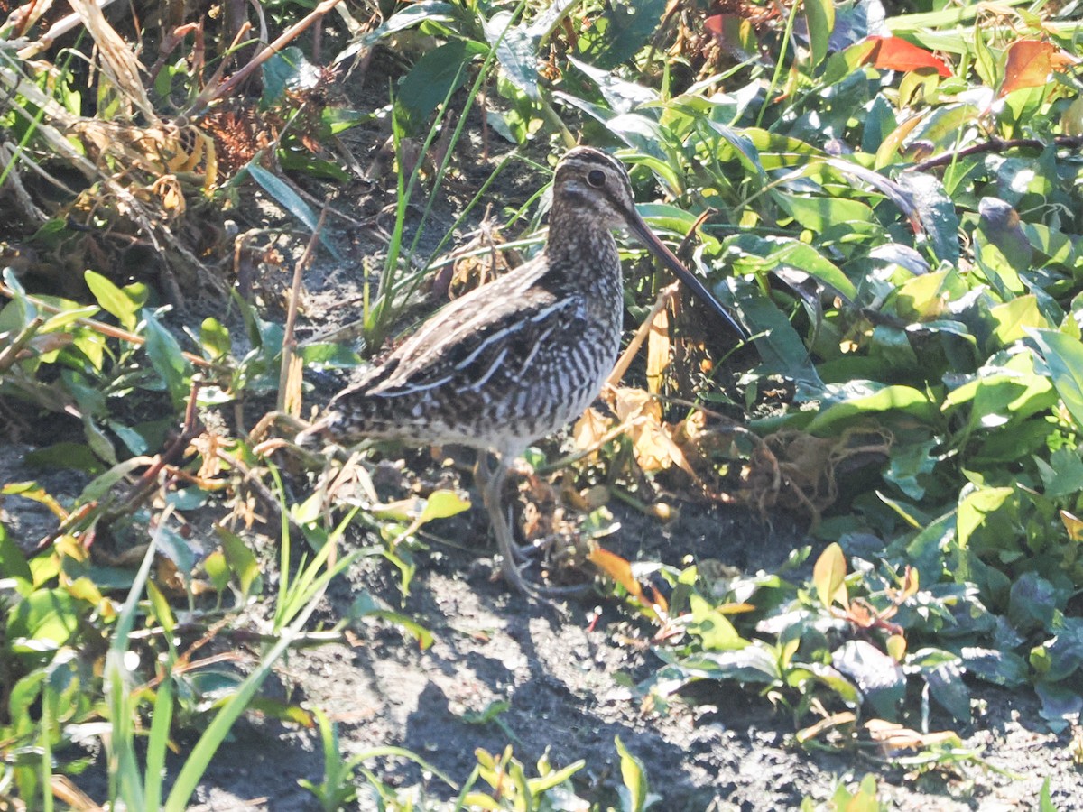 bekasina severoamerická - ML645501898