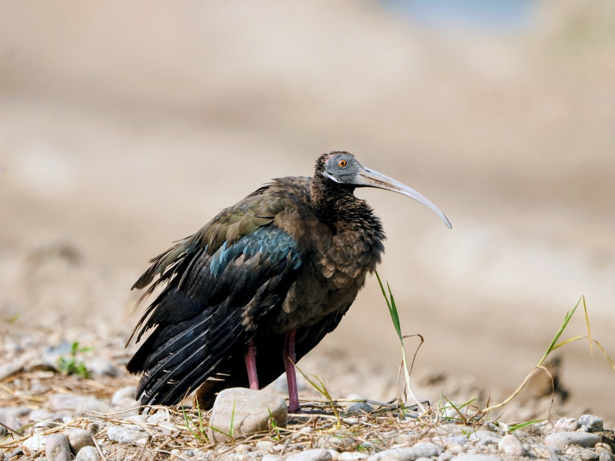 ibis bradavičnatý - ML645501899