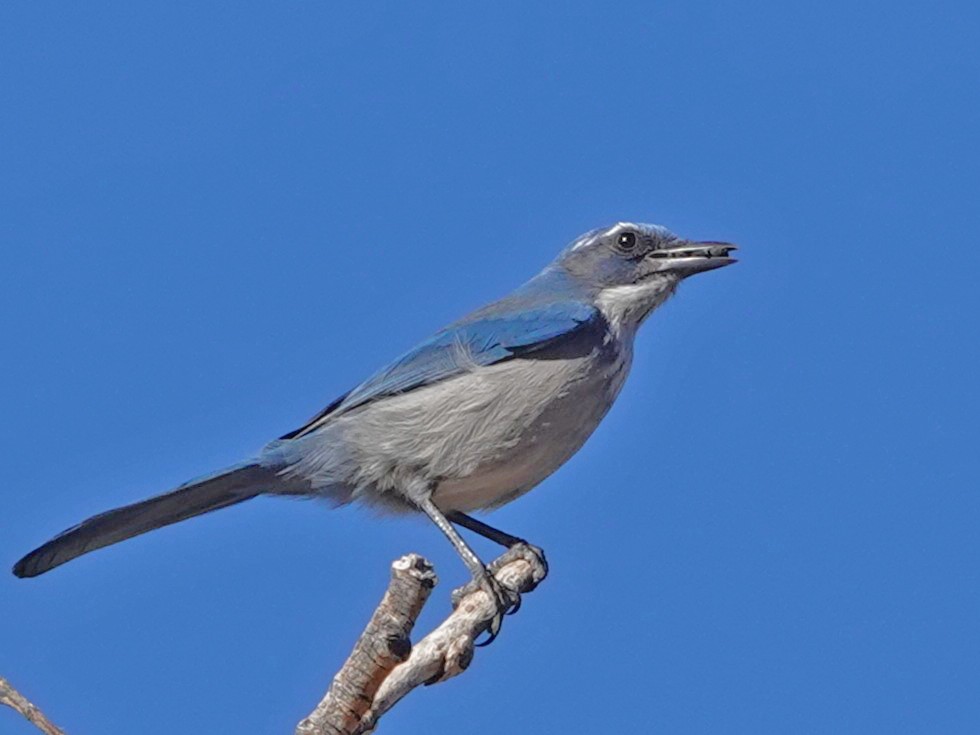 sojka vnitrozemská - ML645501900