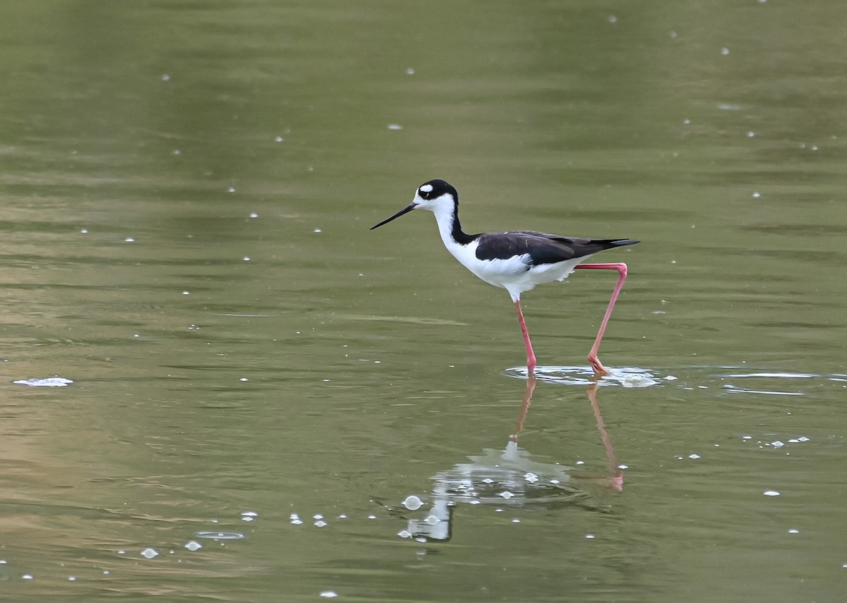 pisila černokrká - ML645501901