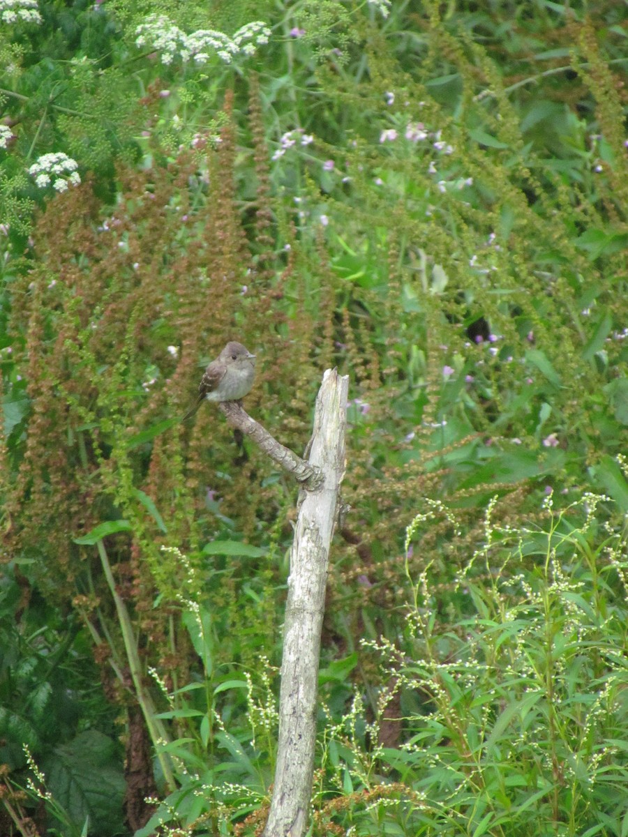 pewee sp. (Contopus sp.) - ML645501902