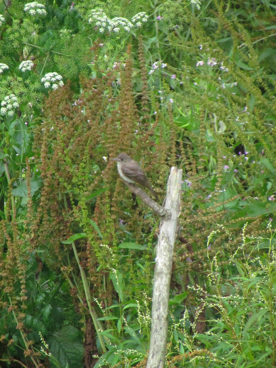 pewee sp. (Contopus sp.) - ML645501903