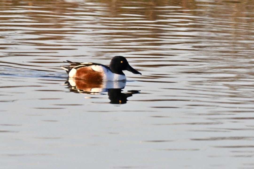 lžičák pestrý - ML645501905