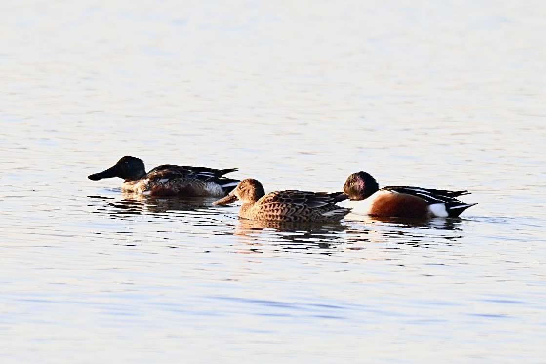 lžičák pestrý - ML645501906