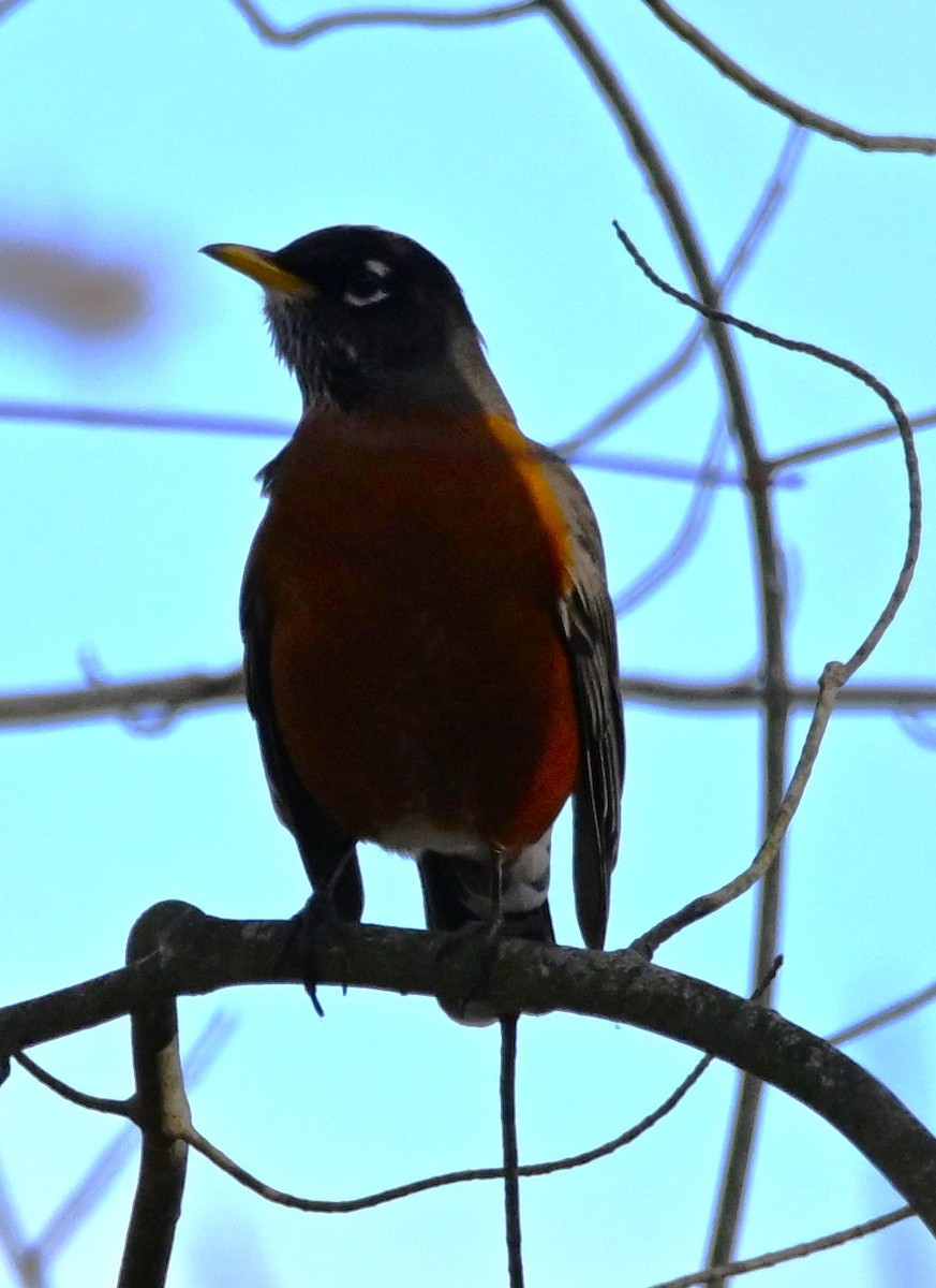 drozd stěhovavý - ML645501908