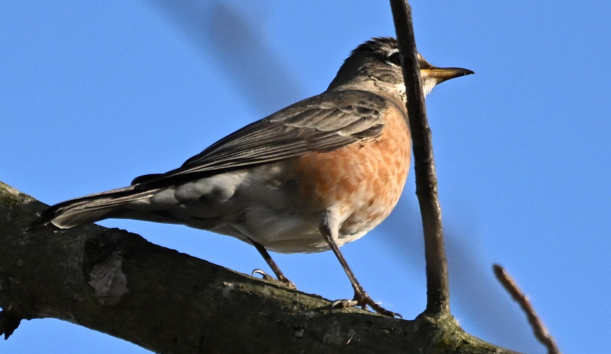 drozd stěhovavý - ML645501909