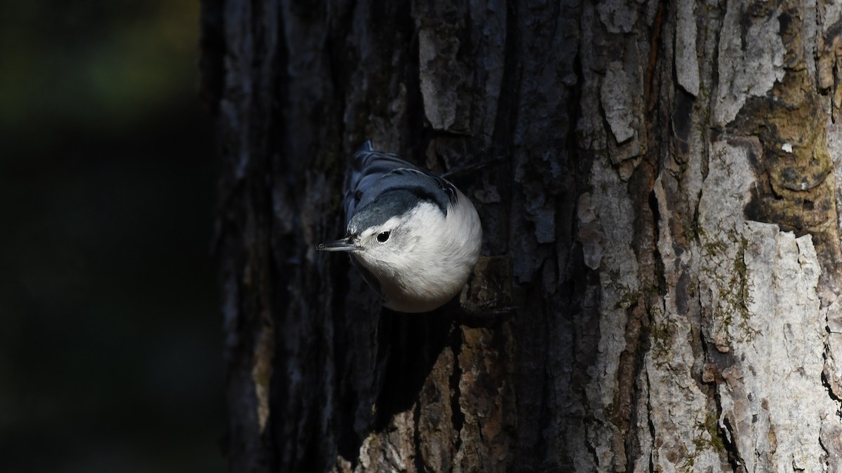 brhlík běloprsý - ML645501910