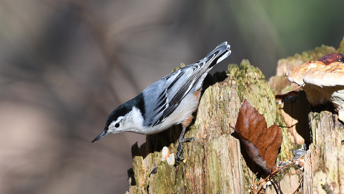 brhlík běloprsý - ML645501911