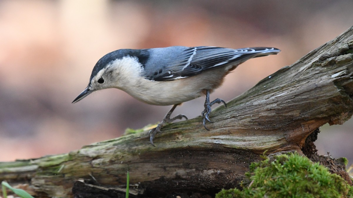 brhlík běloprsý - ML645501912