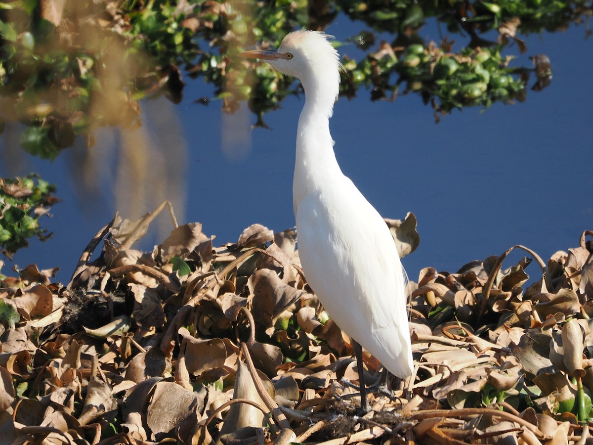 volavka rusohlavá - ML645501913