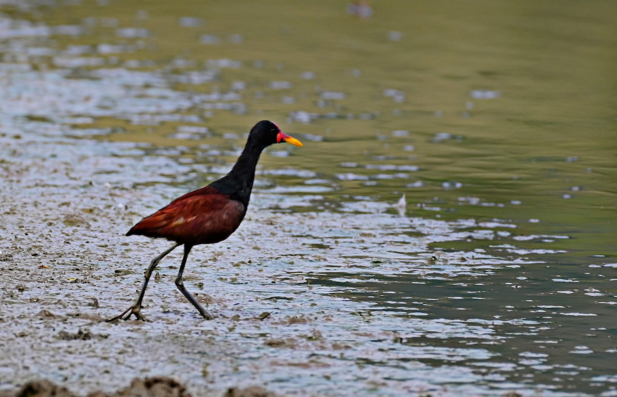 ostnák jihoamerický - ML645501915