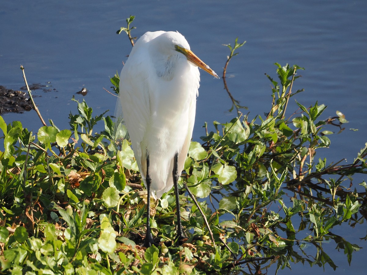 volavka bílá - ML645501917