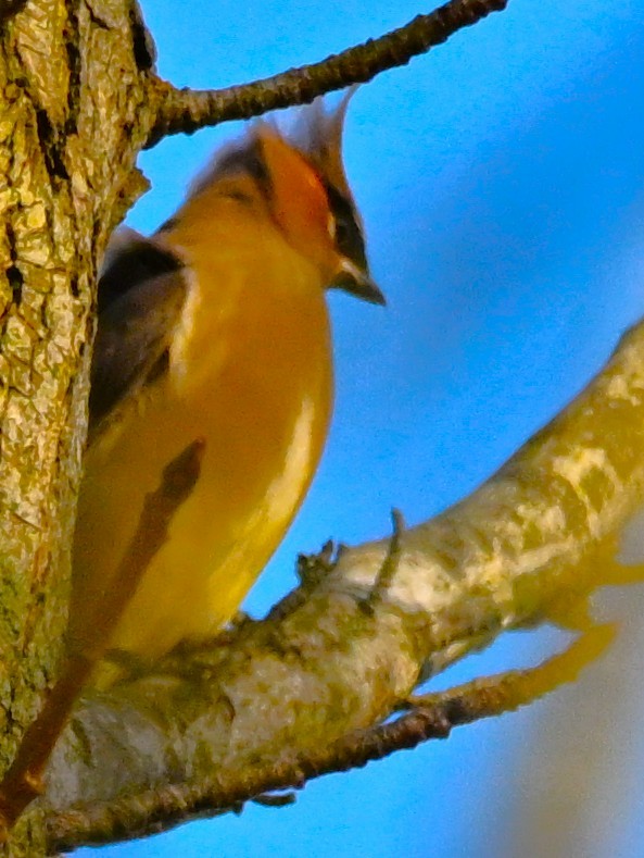 ヒメレンジャク - ML645501923